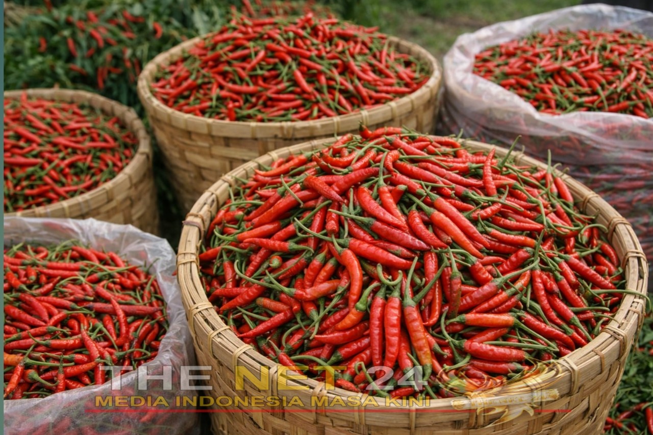 Harga Cabai Anjlok, Petani Metro Kibang Minta Perhatian Pemda