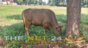 Pemkab Lamtim Serahkan Sapi Kurban untuk Insan Pers, Pererat Silaturahmi Idul Adha 1447 H